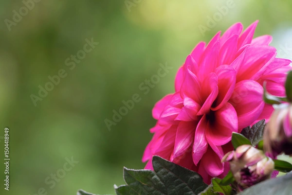 Fototapeta Garden dahlia in bloom. Dahlia with pink flowers. Spring time in Greece. Copy space. Dahlia pinnata.