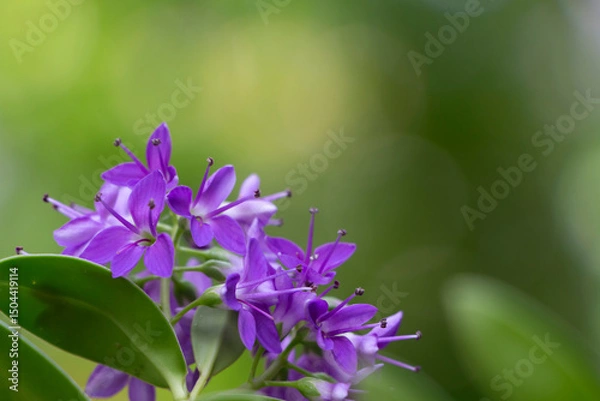 Fototapeta Close up of hedge veronica flower. Purple flower in bloom. Spring time in Greece. Copy space.
