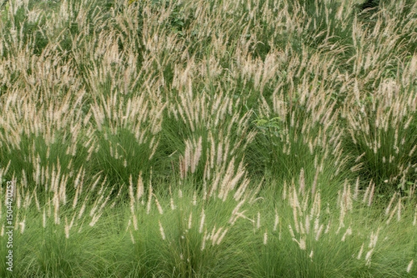 Obraz Fountain Grass, Arizona, Bunch, Crowded, Flower
