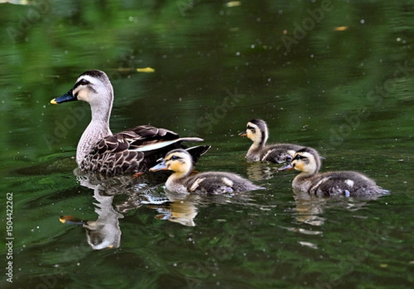 Obraz カルガモ親子