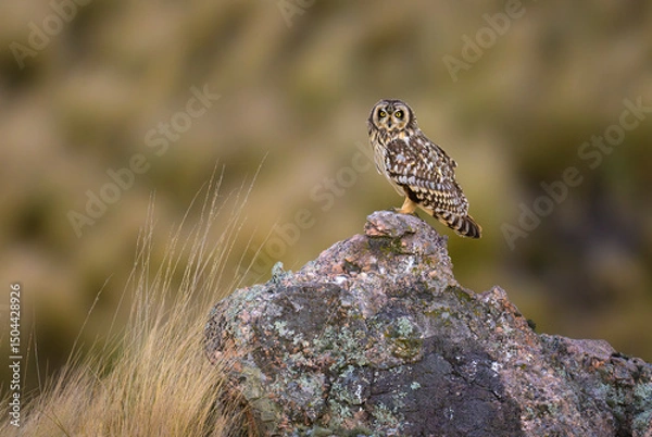 Fototapeta Lechuzon de campo. Asio Flammeus, 