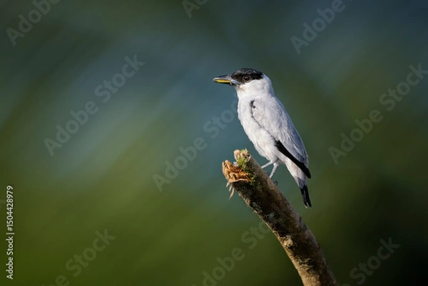 Fototapeta Tueré Chico, Tityra inquisitor
