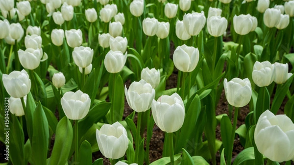 Fototapeta Close-up of a field of ivory tulip blooms, some fully opened, some still in green buds, with brilliant green foliage.