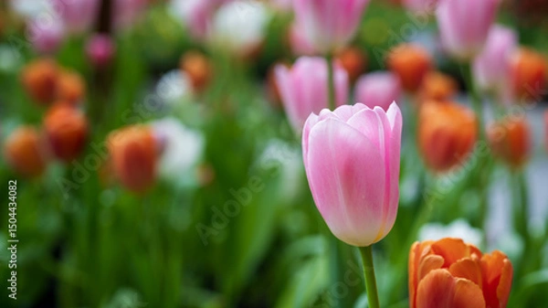 Fototapeta The close-up photos of pink tulips are very beautiful. In one transformation, it is planted among tulips of various colors.