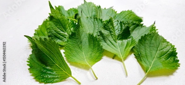Obraz Perilla frutescens var frutescens green leaves with serrated leaf edges on white background. Fragrant smell and helps enhance taste of meal. Korean Perilla Shiso popularly eaten with grilled meat. 
