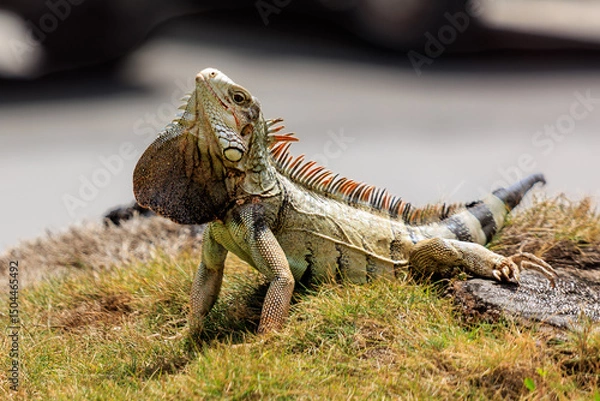 Obraz Balzender Leguan