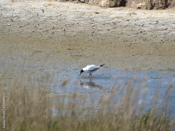 Obraz egret and common tern in pool