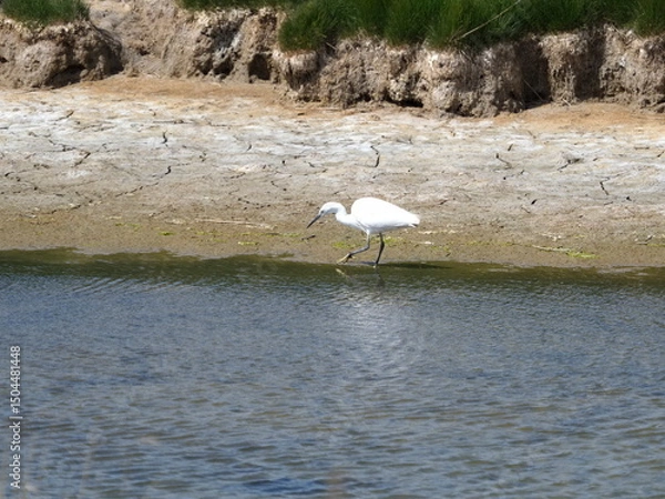 Obraz egret and common tern in pool
