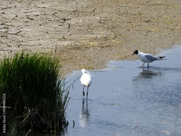 Obraz egret and common tern in pool