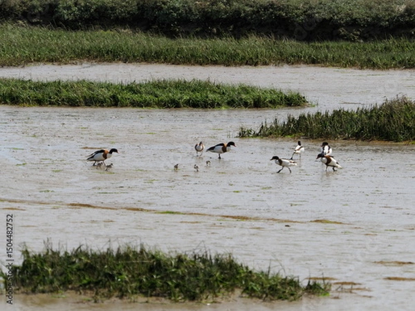 Obraz Shelduck ducks with ducklings in mud flats