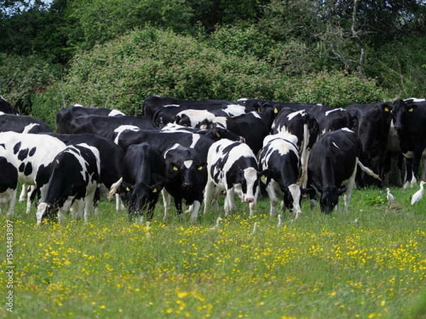 Obraz Black and white cows in buttercup field