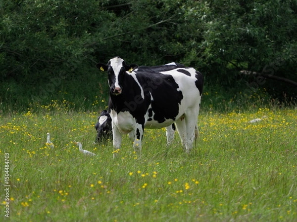 Obraz Black and white cows in buttercup field