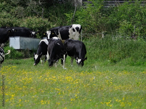 Obraz Black and white cows in buttercup field