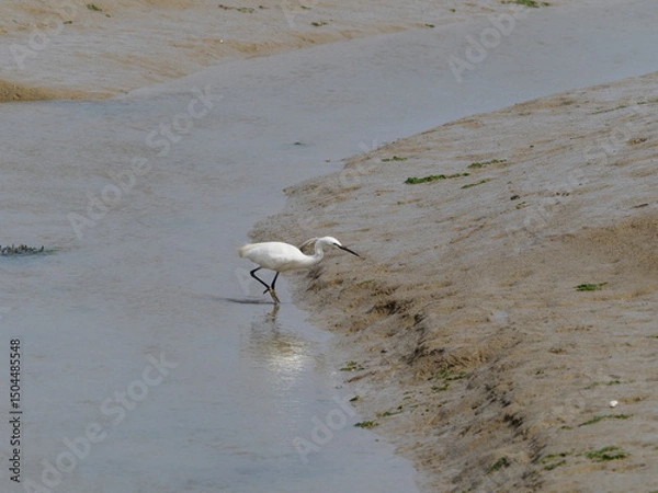 Obraz White small egret in mud flats