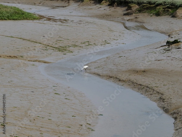 Obraz White small egret in mud flats