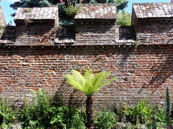 Obraz Tree fern on historic wall
