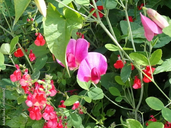 Obraz Pink and red sweet pea flowers