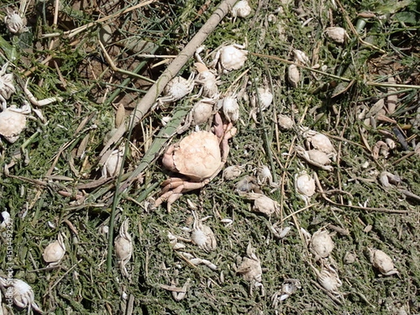 Obraz Baby crabs washed up by the tide