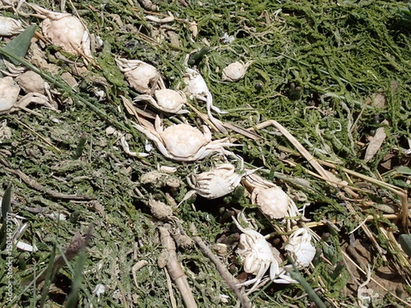 Obraz Baby crabs washed up by the tide
