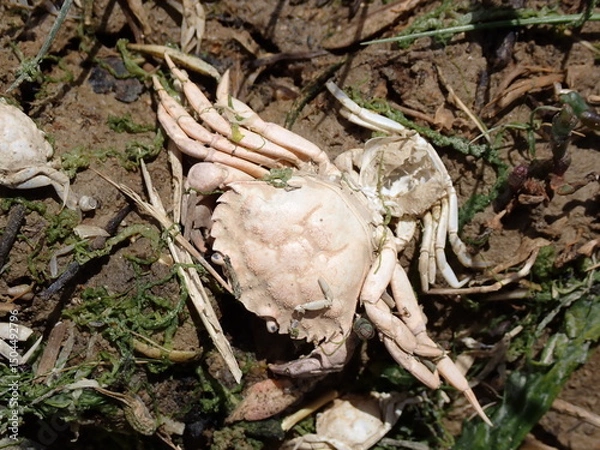 Obraz Baby crabs washed up by the tide