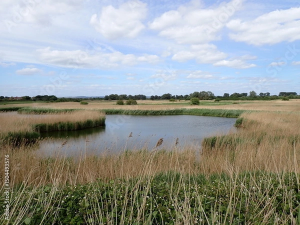 Obraz Reeds in deep pools of water by coast 