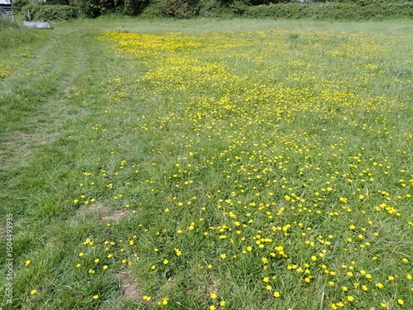 Obraz Field with buttercups 