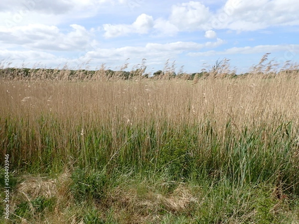 Obraz Tall reeds by mud flats in Pagham Harbour