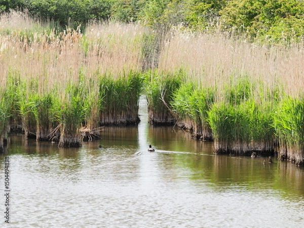 Obraz Reeds in deep pools of water by coast 