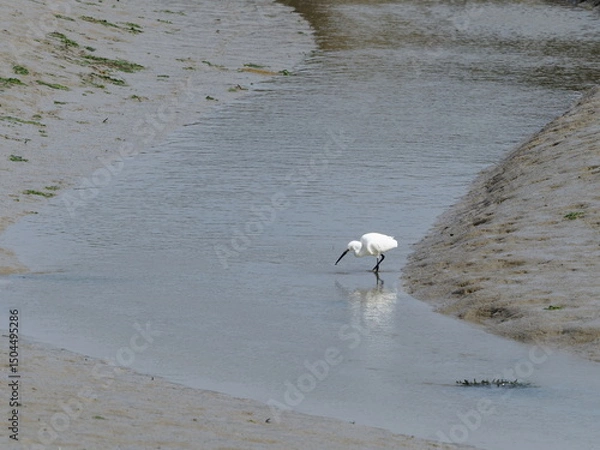 Obraz Small white egret eating in mud 