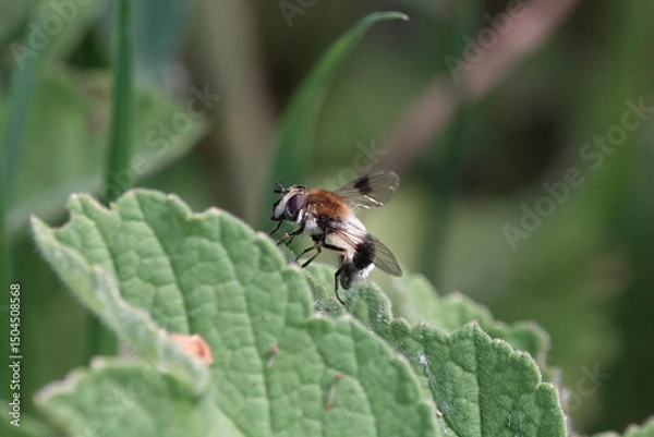 Obraz Leucozona lucorum, a species of hoverfly