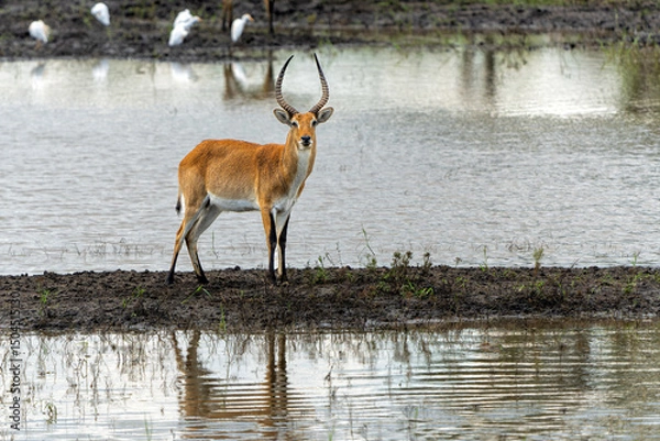 Obraz Lechwe, red lechwe, or southern lechwe (Kobus leche) in the Okanvanga floodplains in Mahango National Park in the Carivistrip of Namibia
