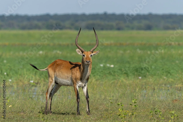 Obraz Lechwe, red lechwe, or southern lechwe (Kobus leche) in the Okanvanga floodplains in Mahango National Park in the Carivistrip of Namibia