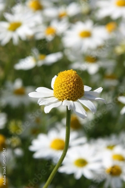Fototapeta Kamille