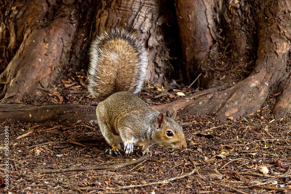Obraz European grey squirrel, Sciurus carolinensis, perched on the ground looking for food
