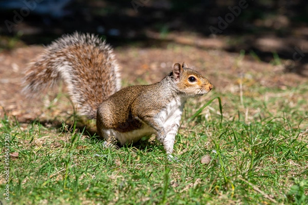 Obraz European grey squirrel, Sciurus carolinensis, perched on the ground looking for food