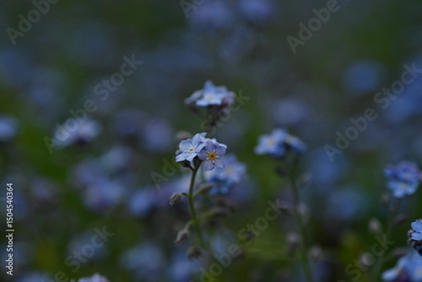 Fototapeta blue forget-me-not flowers, sky color flowers on a green background, evening summer evening, close-up flowers on a blurred background, natural development, photo for inspiration	
