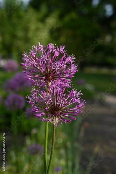 Fototapeta purple onion flowers, close up photo of meadow flowers, purple flowers close up, abstract background for mother's day, for card for inserting text	
