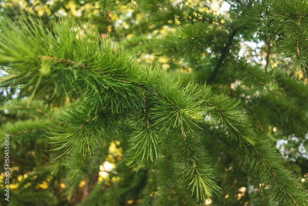 Fototapeta A branch and needles of Siberian (Larix sibirica) larch in close-up