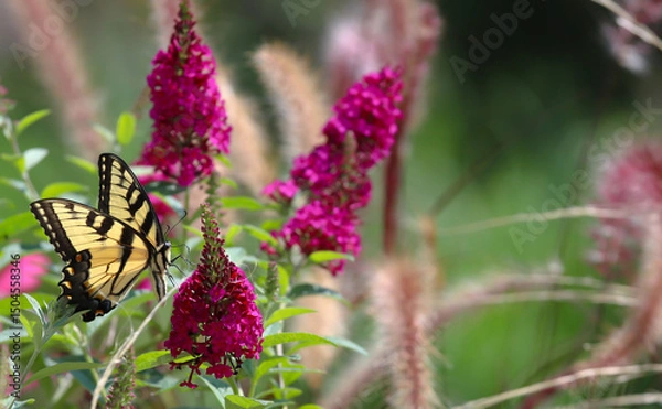 Obraz Brilliant yellow eastern swallowtail feeding on the supermodel, magenta,  Miss Molly, butterfly bush - buddleia