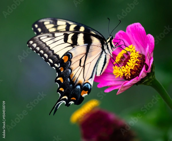 Obraz Macro of a brilliant Eastern tiger swallowtail, Preeminent among the pollinators  named for their dazzling wing color pattern of alternating bands of yellow and black perched on a pretty pink zinnia