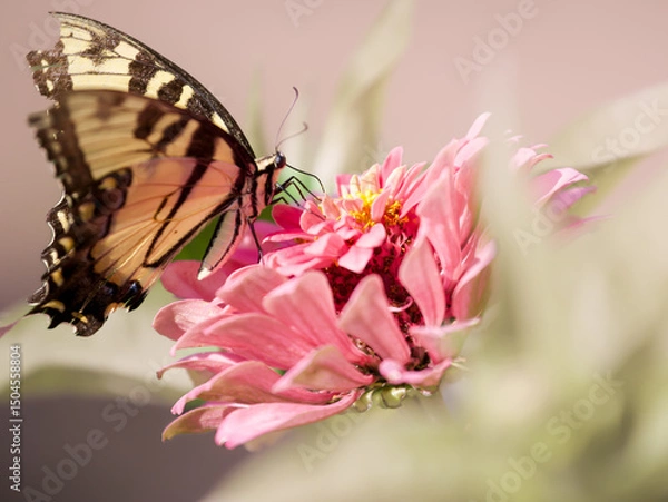 Obraz Macro of a brilliant Eastern tiger swallowtail, Preeminent among the pollinators  named for their dazzling wing color pattern of alternating bands of yellow and black perched on a pretty pink zinnia