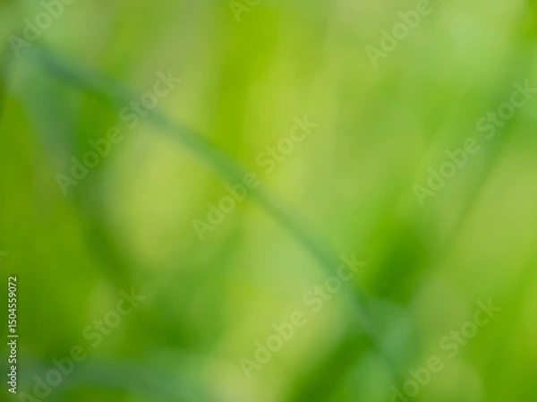 Obraz Dreamy spring green zen bokeh background of various soft color greens for any creative project. Create a lovely ethereal, serene and tranquil backdrop from nature's  colors.