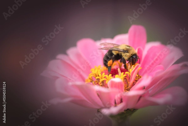 Obraz Horizontal photo of Beautiful pink zinnia with a closeup of a female bumblebee collecting pollen, The pollen sac can hold more than one million grains of pollen in its pollen sac when it is full.