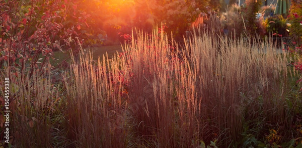 Obraz A spectacular photo of Beautiful and wispy Karl Foerster Feather Reed Grasses, Calamagrostis × acutiflora Karl Foerster with the autumn sun cresting a mystical photo at sundown.