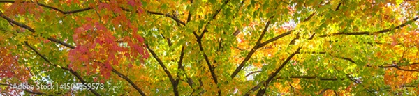 Obraz Horizontal banner of a spectacular fall landscape with towering maple tree - glorious reds, yellows and orange leaves brightening up a crisp autumn day .