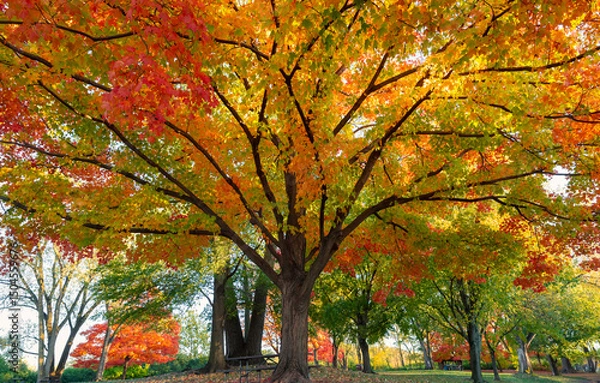 Obraz Beautiful fall landscape with towering maple trees - glorious reds, yellows and orange leaves brightening up a crisp autumn day .