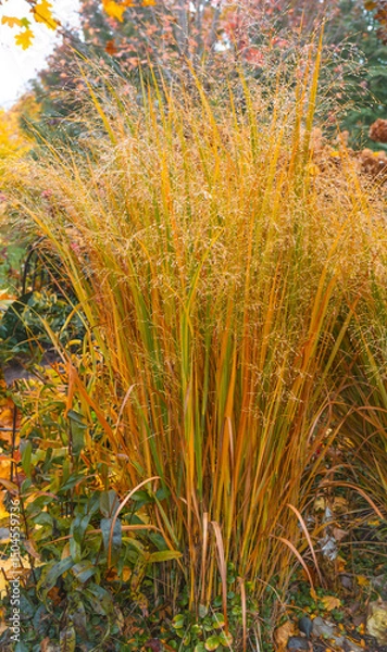 Obraz field of wheat
