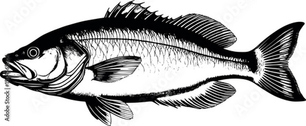 Obraz Flounder fish in natural history engraving style isolated on white