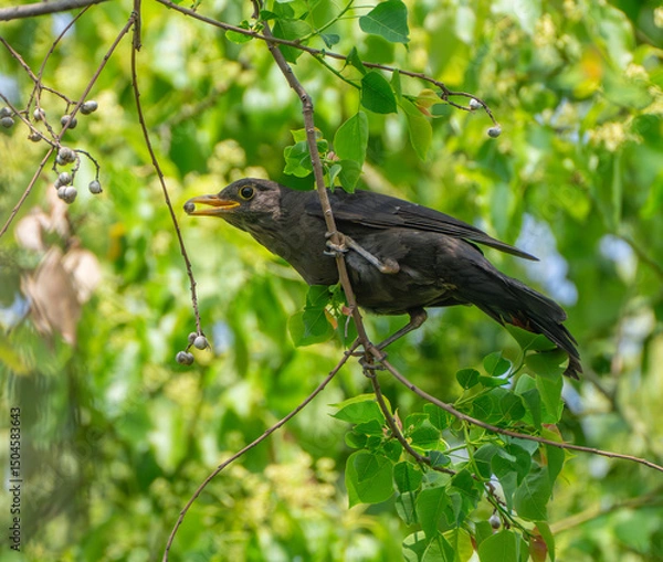 Fototapeta bird standing on the tree branch