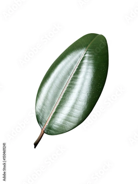 Obraz Green thick ficus elastica leaf houseplant isolated without shadow detailed image, soft selective focus, clipping path, for home decor, poster, news, encyclopaedia article, textbook or other design